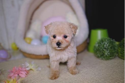 成約済の滋賀県のトイプードル-92034の5枚目