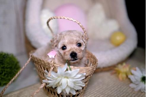 成約済の滋賀県のトイプードル-92034の4枚目