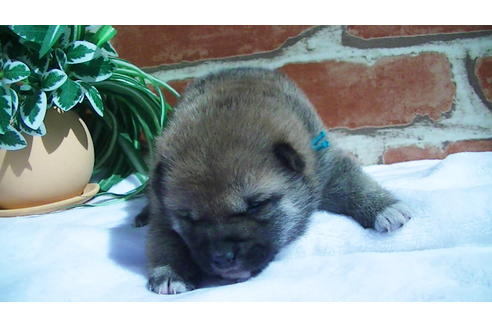 成約済の福岡県の豆柴-91097の6枚目