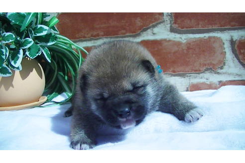 成約済の福岡県の豆柴-91097の5枚目