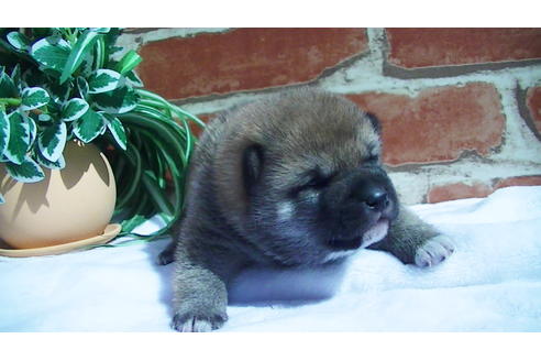 成約済の福岡県の豆柴-91097の4枚目