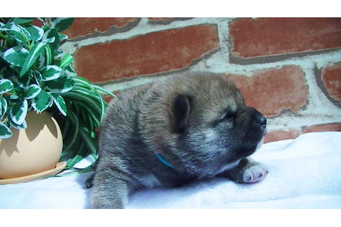 成約済の福岡県の豆柴-91097の3枚目