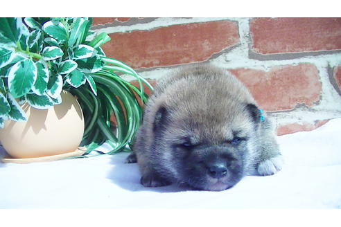 成約済の福岡県の豆柴-91097の2枚目