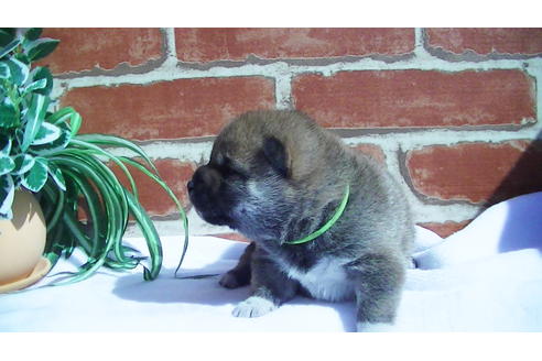 成約済の福岡県の豆柴-91098の6枚目