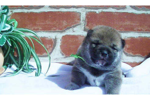 成約済の福岡県の豆柴-91098の5枚目