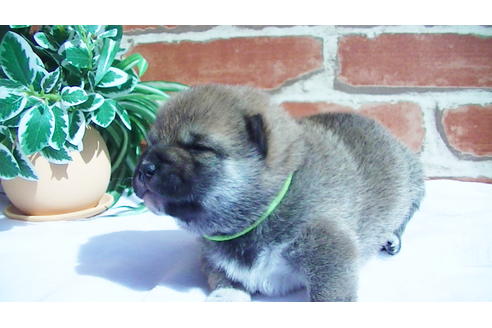 成約済の福岡県の豆柴-91098の4枚目