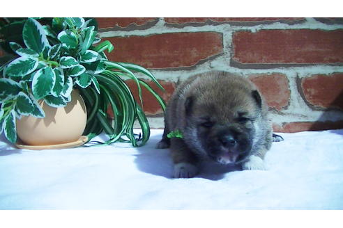 成約済の福岡県の豆柴-91098の3枚目