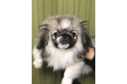 成約済の埼玉県のペキニーズ-86024の1枚目