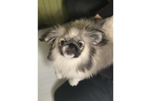 成約済の埼玉県のペキニーズ-86024の4枚目