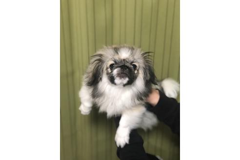 成約済の埼玉県のペキニーズ-86024の3枚目