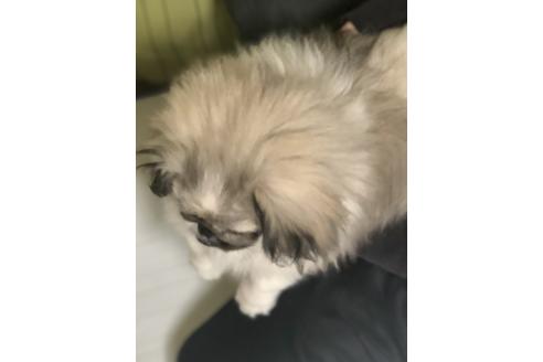 成約済の埼玉県のペキニーズ-86024の2枚目