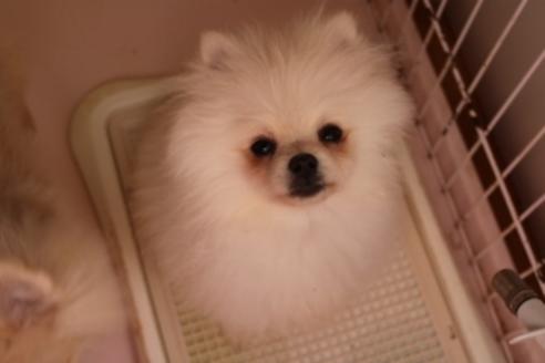 静岡県のポメラニアン 男の子 2019 08 28生まれ ホワイト クリーム 子犬id 81885 ブリーダーナビ