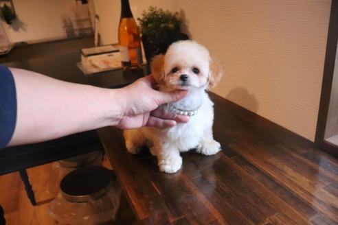 成約済の埼玉県のタイニープードル-90516の4枚目