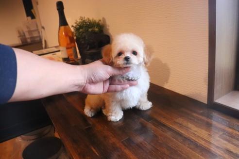 成約済の埼玉県のタイニープードル-90516の3枚目