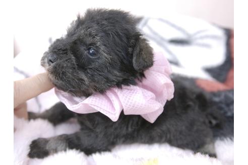 成約済の埼玉県のミニチュアシュナウザー-92162の7枚目