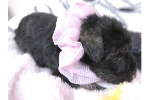 成約済の埼玉県のミニチュアシュナウザー-92162の6枚目