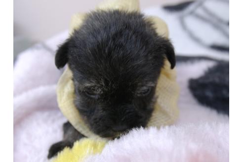 成約済の埼玉県のミニチュアシュナウザー-92164の10枚目