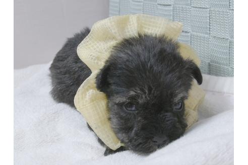 成約済の埼玉県のミニチュアシュナウザー-92164の9枚目