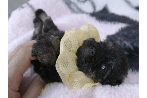 成約済の埼玉県のミニチュアシュナウザー-92164の8枚目