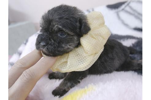 成約済の埼玉県のミニチュアシュナウザー-92164の7枚目