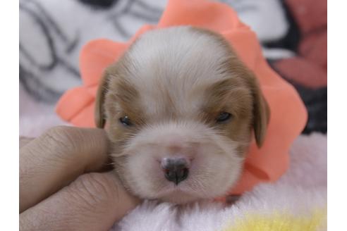 成約済の埼玉県のキャバリアキングチャールズスパニエル-92168の10枚目