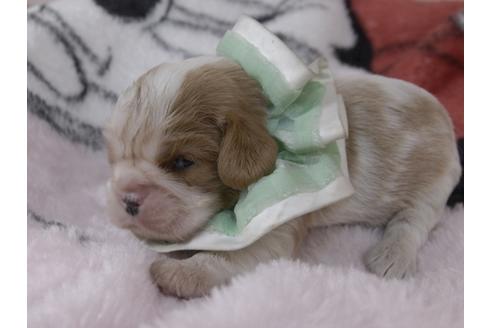 成約済の埼玉県のキャバリアキングチャールズスパニエル-92171の17枚目