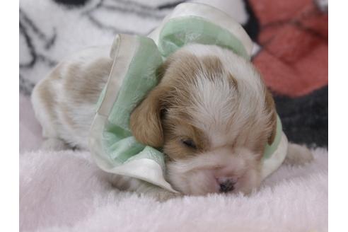 成約済の埼玉県のキャバリアキングチャールズスパニエル-92171の16枚目
