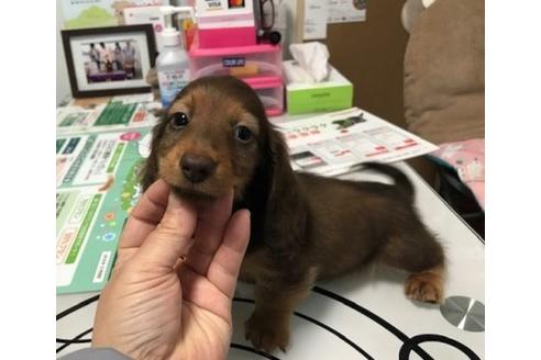 成約済の埼玉県のカニンヘンダックスフンド(ロングヘアード)-90525の5枚目