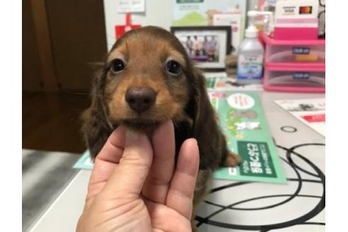 成約済の埼玉県のカニンヘンダックスフンド(ロングヘアード)-90525の2枚目