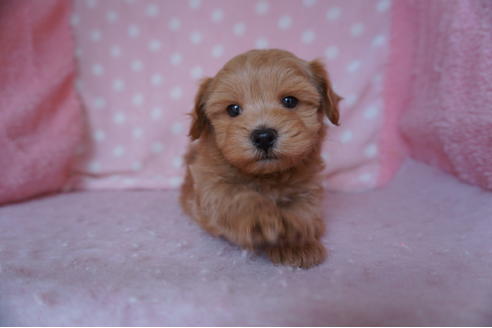 成約済の長崎県のミックス犬-92203の1枚目