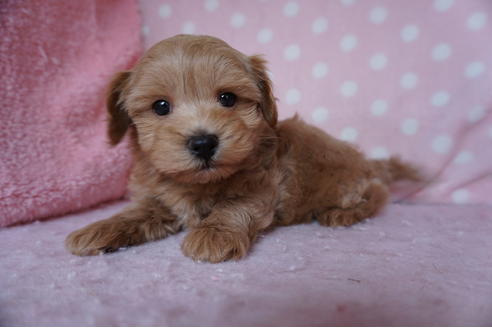 成約済の長崎県のミックス犬-92203の3枚目