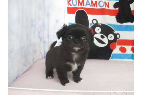 成約済の熊本県のミックス犬-91026の1枚目