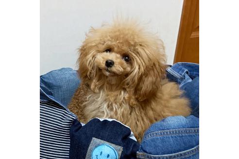 成約済の広島県のティーカッププードル-80983の7枚目
