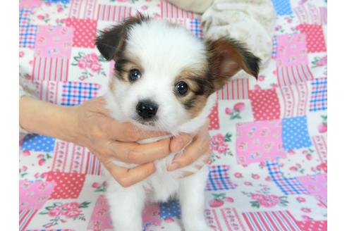成約済の千葉県のパピヨン-92239の6枚目