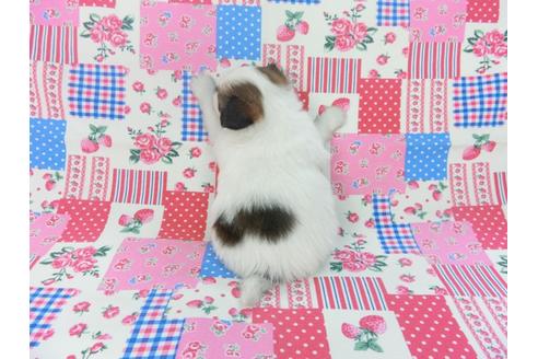 成約済の千葉県のパピヨン-92242の5枚目