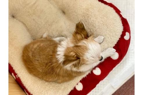 成約済の香川県のチワワ(ロングコート)-90754の3枚目