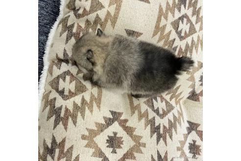 成約済の香川県のポメラニアン-91816の3枚目