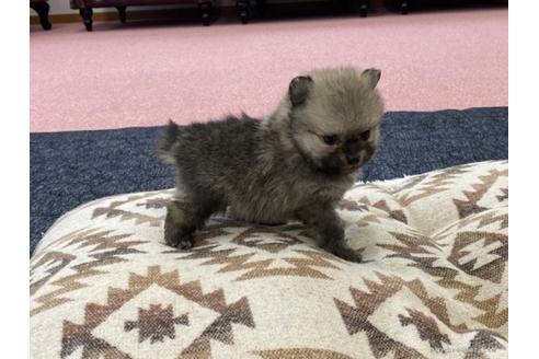 成約済の香川県のポメラニアン-91816の2枚目