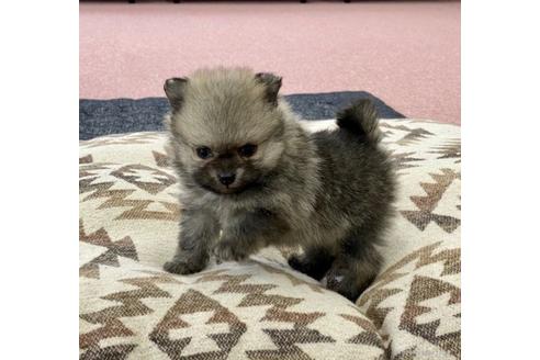 成約済の香川県のポメラニアン-91816の1枚目