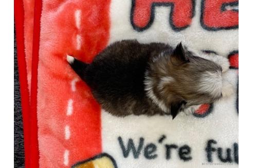 成約済の香川県のチワワ(ロングコート)-91422の3枚目