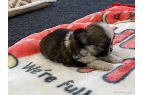 成約済の香川県のチワワ(ロングコート)-91422の2枚目