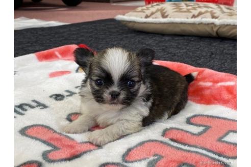 成約済の香川県のチワワ(ロングコート)-91422の1枚目
