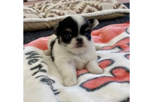 成約済の香川県のチワワ(ロングコート)-91419の1枚目