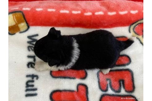 成約済の香川県のチワワ(ロングコート)-91420の3枚目