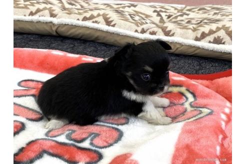 成約済の香川県のチワワ(ロングコート)-91420の2枚目