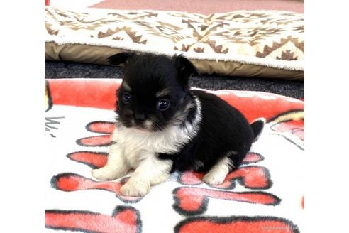 成約済の香川県のチワワ(ロングコート)-91420の1枚目