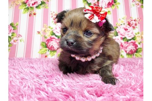 成約済の秋田県のポメマル:ポメラニアン×マルチーズ-92292