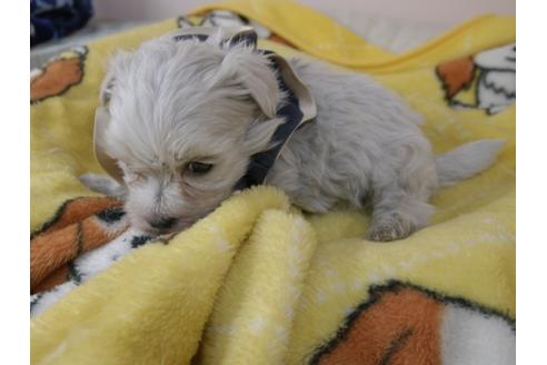 成約済の埼玉県のマルチーズ-92166の3枚目