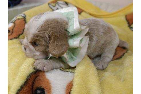 成約済の埼玉県のキャバリアキングチャールズスパニエル-92171の12枚目