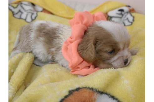 成約済の埼玉県のキャバリアキングチャールズスパニエル-92168の2枚目